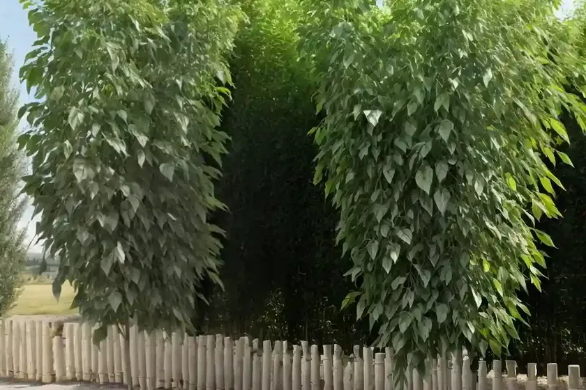 Black Poplar (Populus Nigra ‘Italica’) — photo 2