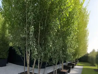 Black Poplar (Populus Nigra ‘Italica’)