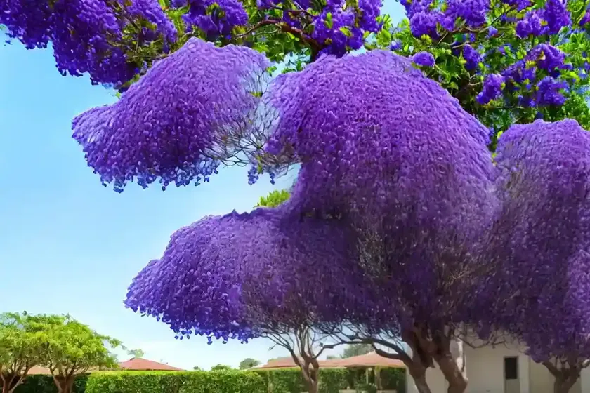 Black poui (jacaranda mimosifolia) — photo 2