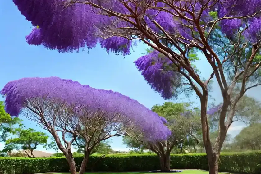 Black poui (jacaranda mimosifolia) — photo 3