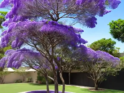 Black Poui (Jacaranda Mimosifolia)