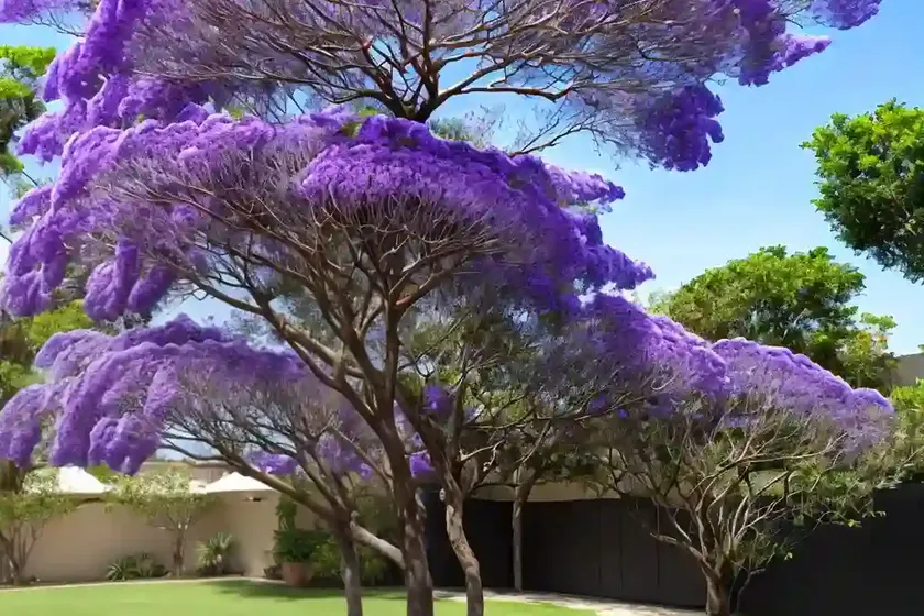 Black poui (jacaranda mimosifolia)