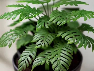 Black Spleenwort (Asplenium Adiantum-nigrum)