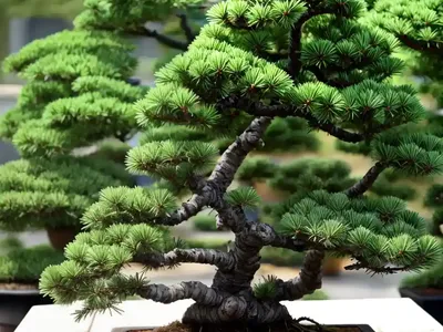 Black Spruce Bonsai (Picea Mariana)