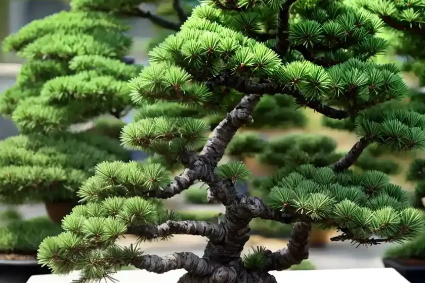 Black spruce bonsai (picea mariana)
