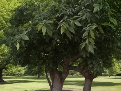 Black Walnut (Juglans Nigra)