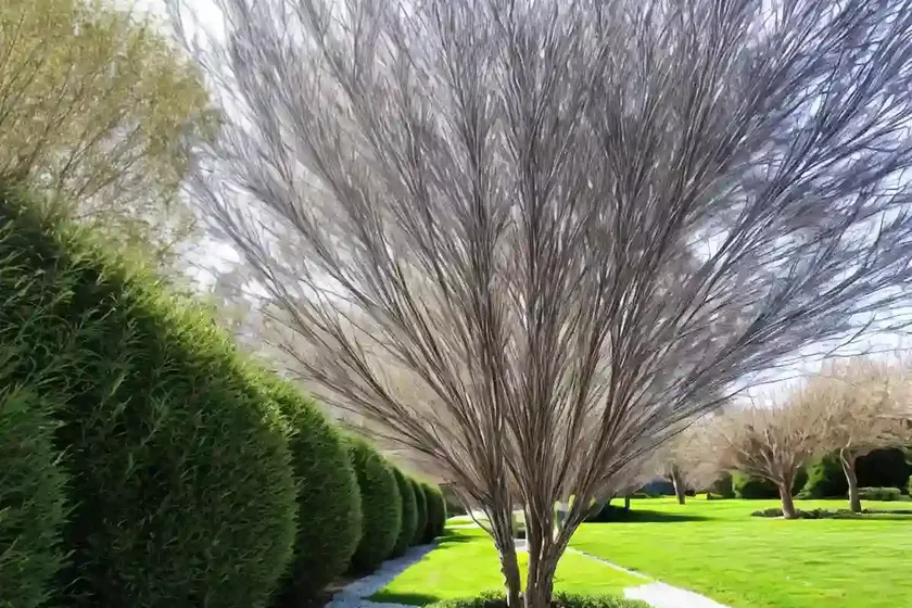 Black willow (salix nigra) — photo 2