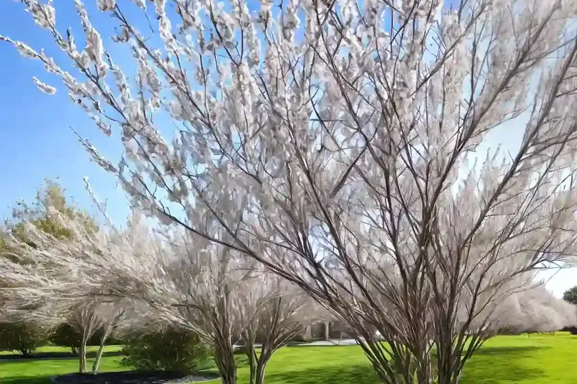Black willow (salix nigra) — photo 3