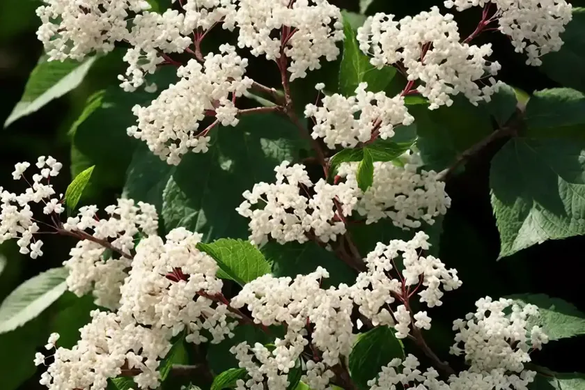Blackhaw viburnum (viburnum prunifolium) — photo 2