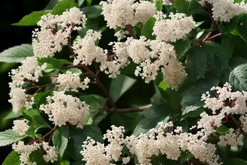 Blackhaw viburnum (viburnum prunifolium) — photo 3