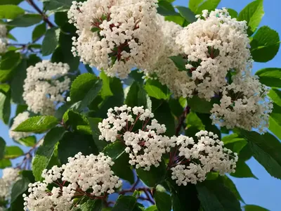 Blackhaw Viburnum (Viburnum Prunifolium)