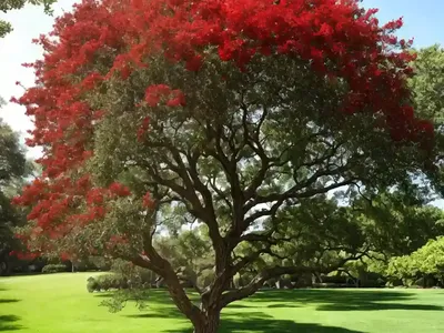 Blackjack Oak (Quercus Marilandica)
