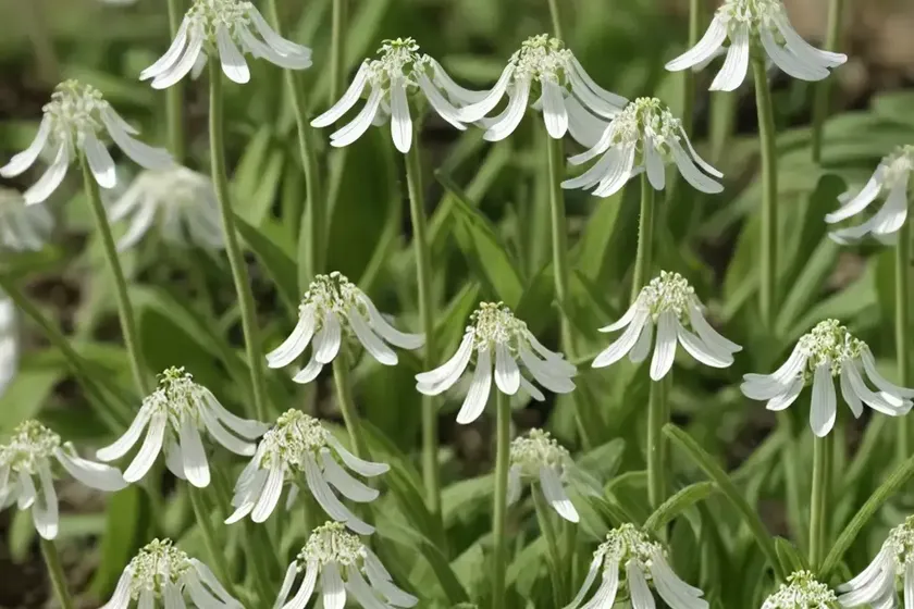 Bladder campion (silene vulgaris) — photo 2