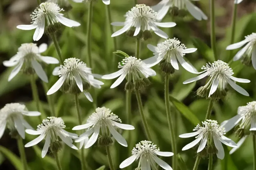 Bladder campion (silene vulgaris) — photo 3