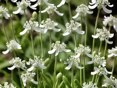 Bladder Campion (Silene Vulgaris)