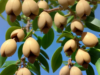 Bladdernut (Diospyros Whyteana)