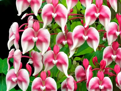Bleeding Heart (Lamprocapnos Spectabilis)