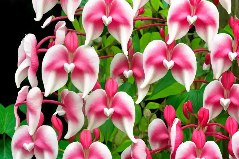Bleeding heart (lamprocapnos spectabilis)