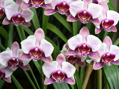 Bletilla Formosana (Taiwan Ground Orchid)
