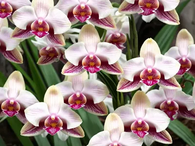 Bletilla Striata ‘Alba’ (Chinese Ground Orchid)