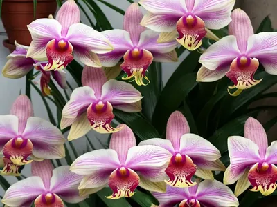 Bletilla Striata ‘Big Bob’ (Chinese Ground Orchid)