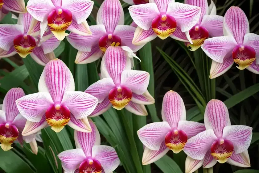 Bletilla striata ‘shi-ran’ (chinese ground orchid) — photo 2