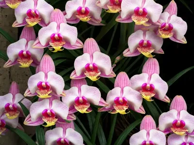 Bletilla Striata ‘Shi-Ran’ (Chinese Ground Orchid)