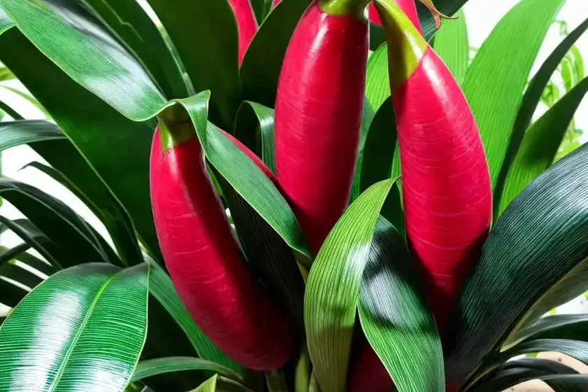 Blood banana (musa acuminata ‘zebrina’) — photo 2