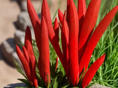 Blood-Red Summer Root, Slender Broomrape (Orobanche Gracilis)