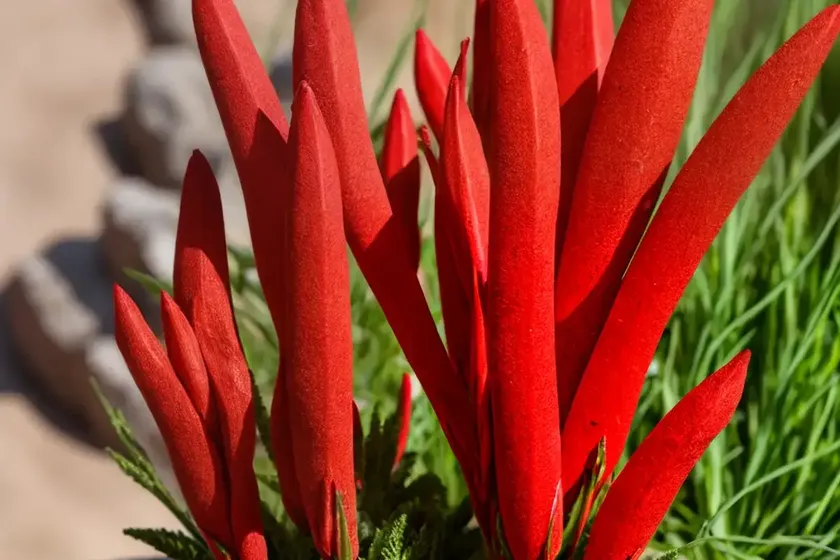 Blood-red summer root, slender broomrape (orobanche gracilis)