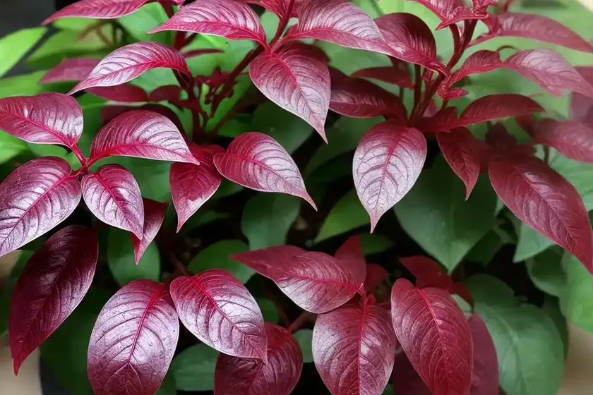 Bloodleaf (iresine rhizomatosa) — photo 2