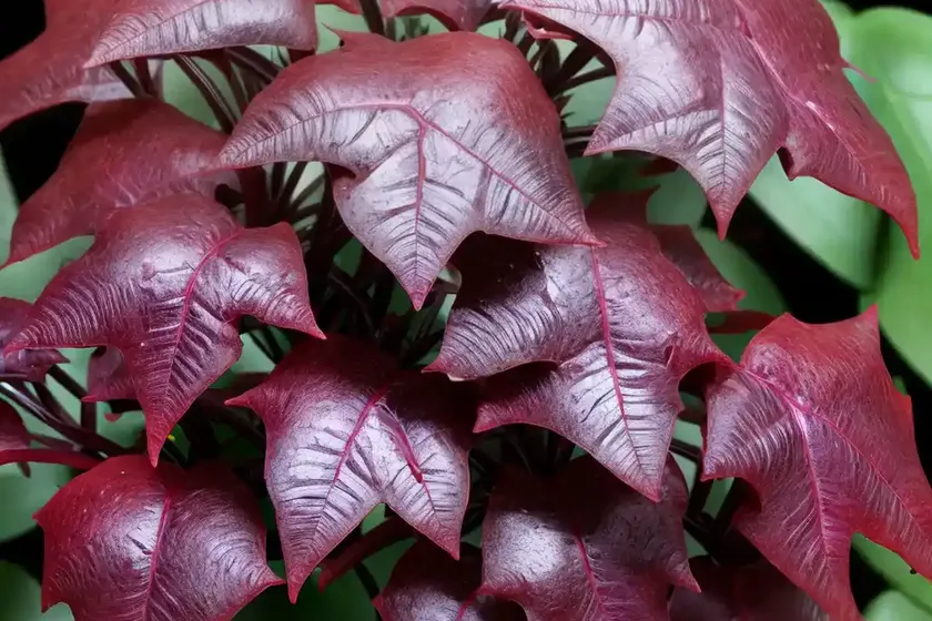 Bloodleaf (iresine rhizomatosa) — photo 3