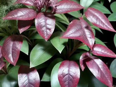 Bloodleaf (Iresine Rhizomatosa)