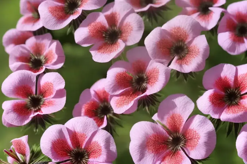 Bloody cranesbill (geranium sanguineum ‘little bead’) — photo 2