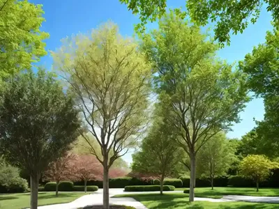 Blue Ash (Fraxinus Quadrangulata)