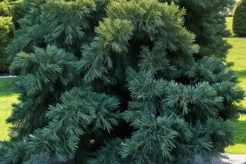 Blue atlas cedar (cedrus atlantica (glauca group) — photo 2