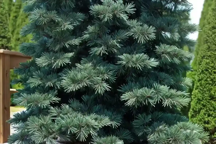 Blue atlas cedar (cedrus atlantica (glauca group) — photo 3