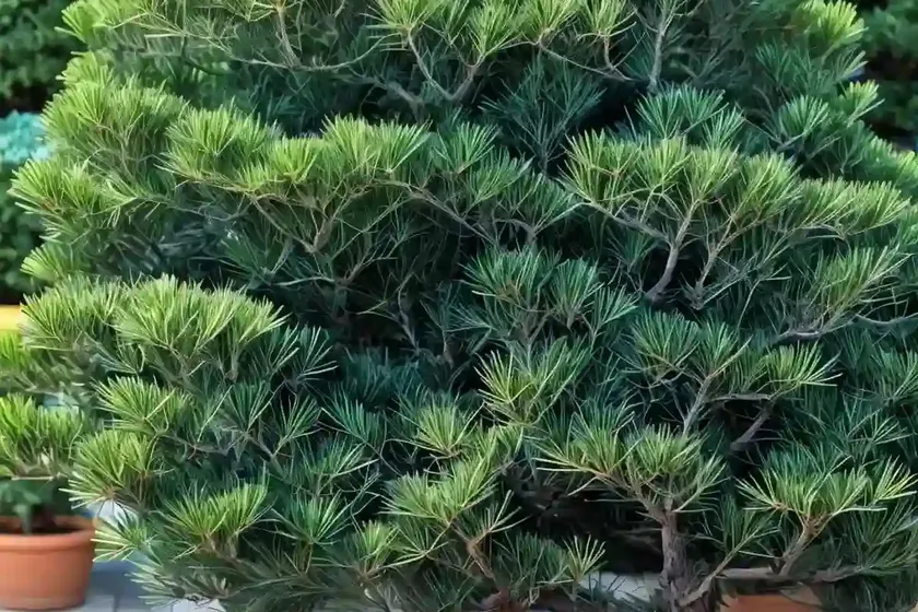 Blue atlas cedar (cedrus atlantica (glauca group) ‘glauca pendula’) — photo 2