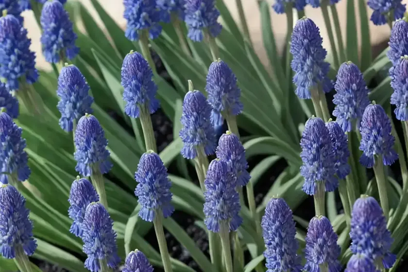 Blue bottle (muscari motelayi) — photo 2