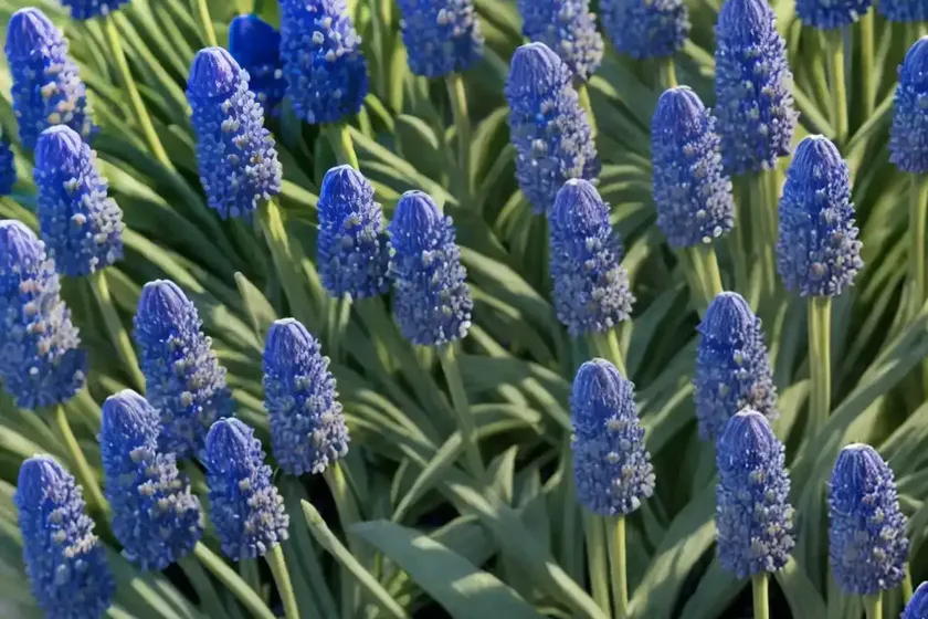 Blue bottle (muscari motelayi) — photo 3