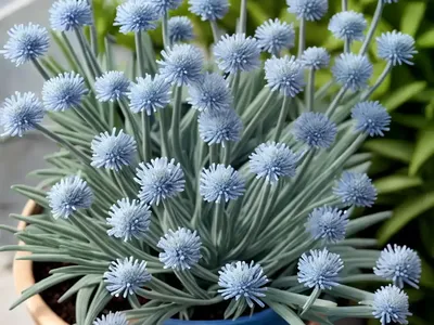 Blue Chalksticks (Senecio Serpens)