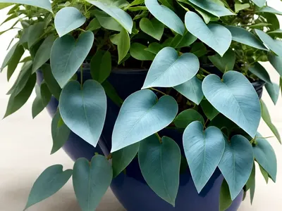 Blue China Vine (Holboellia Coriacea)