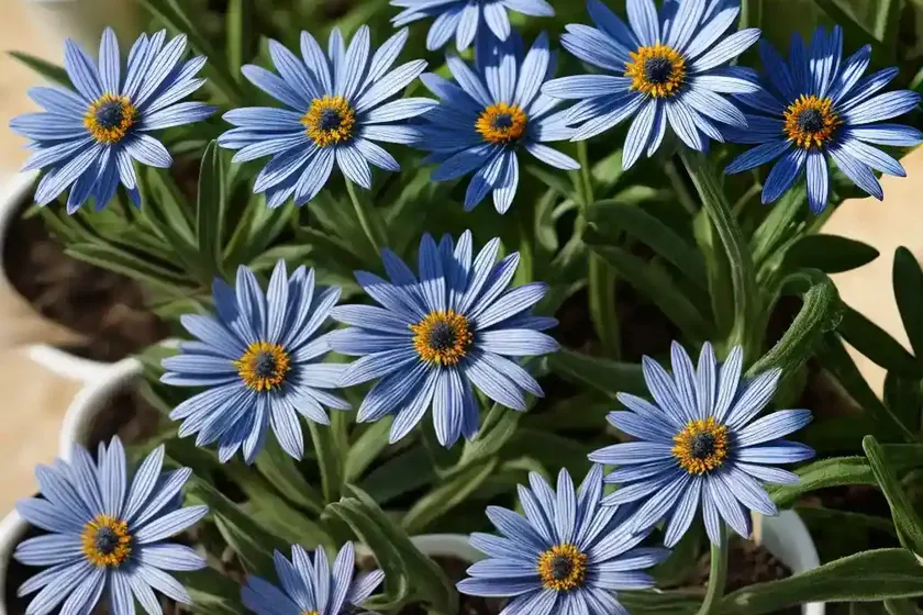 Blue daisy (felicia amelloides) — photo 3