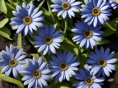 Blue Daisy (Felicia Amelloides)