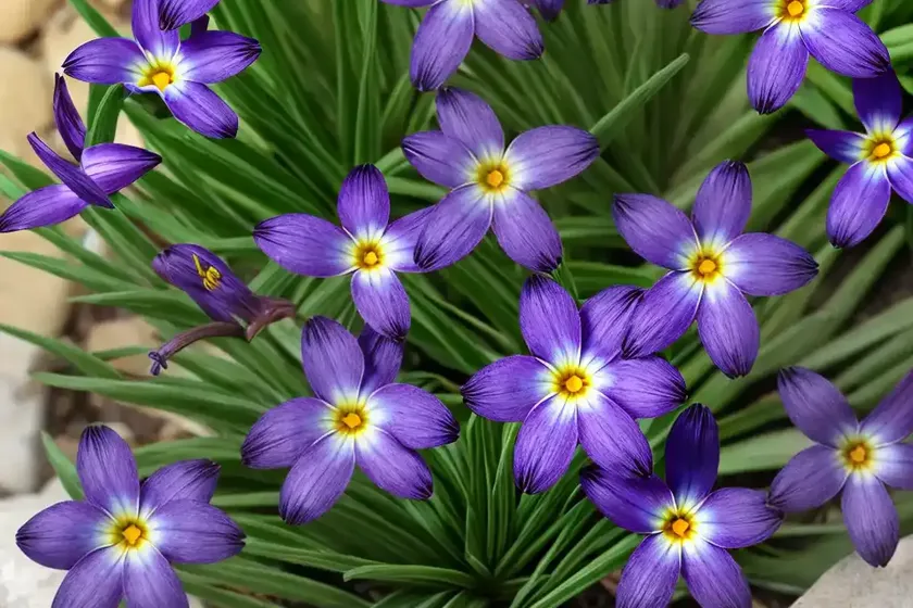 Blue-eyed Grass (Sisyrinchium) — photo 3