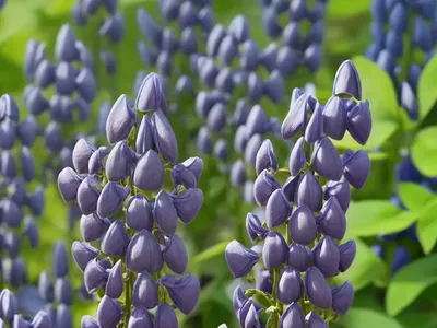 Blue False Indigo (Baptisia Australis)