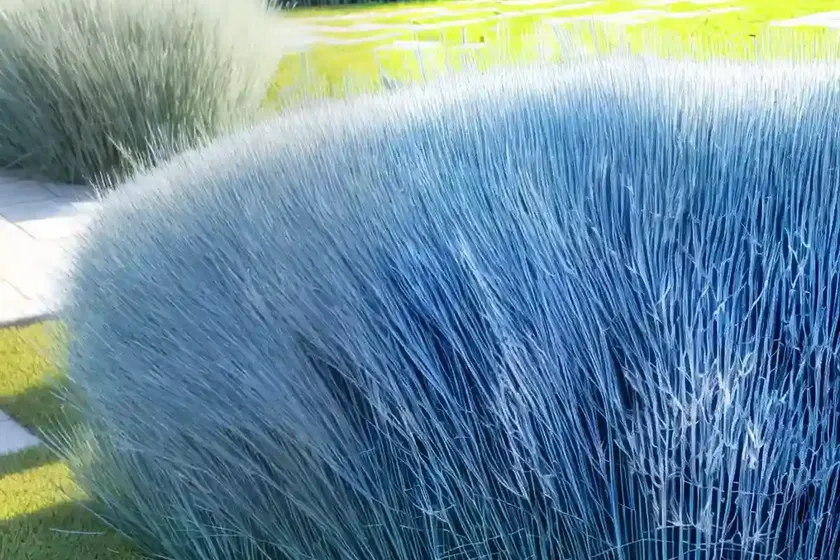 Blue Fescue (Festuca Glauca ‘Casca11’ BEYOND BLUE) — photo 3