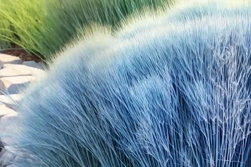 Blue fescue (festuca glauca ‘elijah blue’) — photo 2