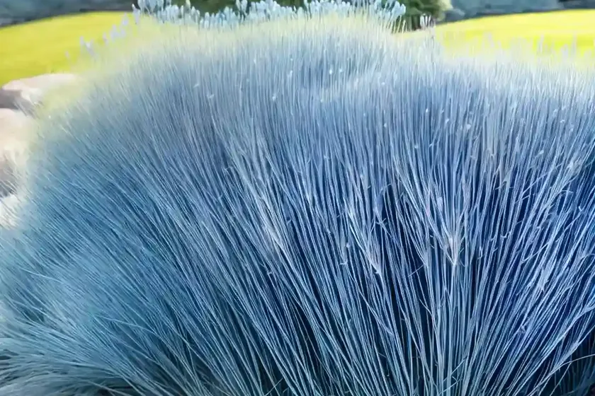 Blue fescue (festuca glauca ‘elijah blue’) — photo 3