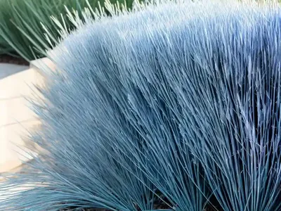 Blue Fescue (Festuca Glauca ‘Elijah Blue’)